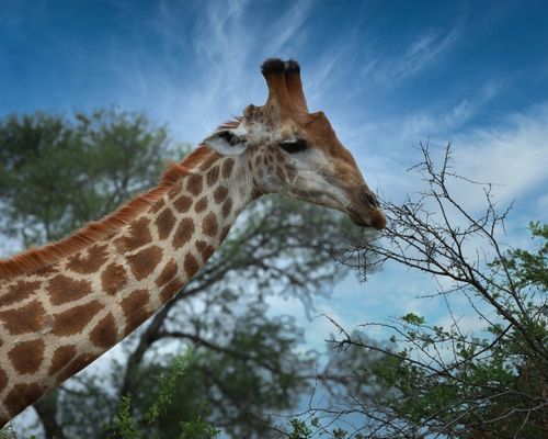  NAIROBI, MASAI MARA GAME RESERVE, LAKE NAKURU NATIONAL PARK, BARINGO, MOUNT KENYA FOREST RESERVE, SAMBURU GAME RESERVE,OL PEJETA CONSERVANCY,NANYUKI,AMBOSELI NATIONAL PARK,NGORONGORO CRATER,SERENGETI NATIONAL PARK,LAKE MANYARA NATIONAL PARK&ZANZIBAR